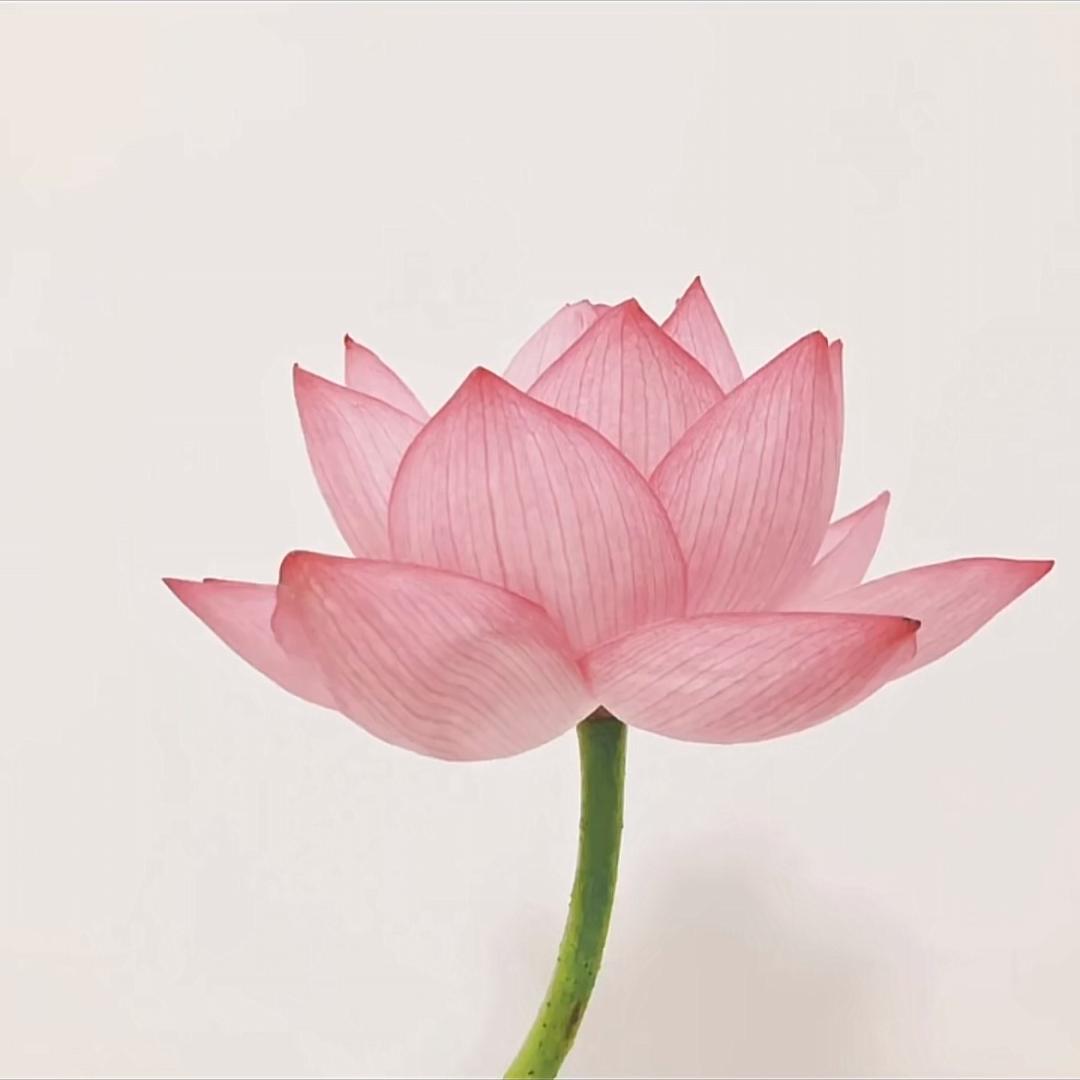 花开富贵🧘🏼‍♀️