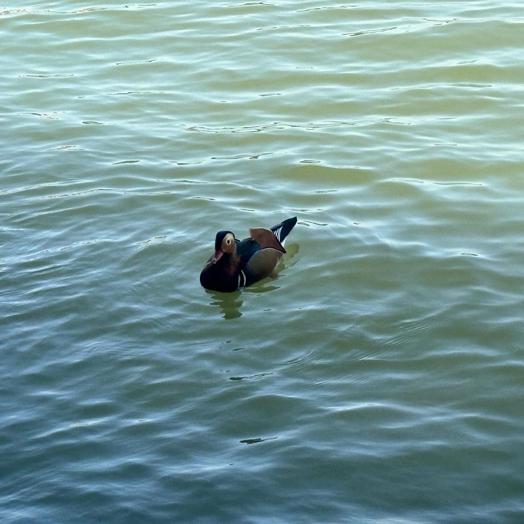 终是庄周梦了蝶