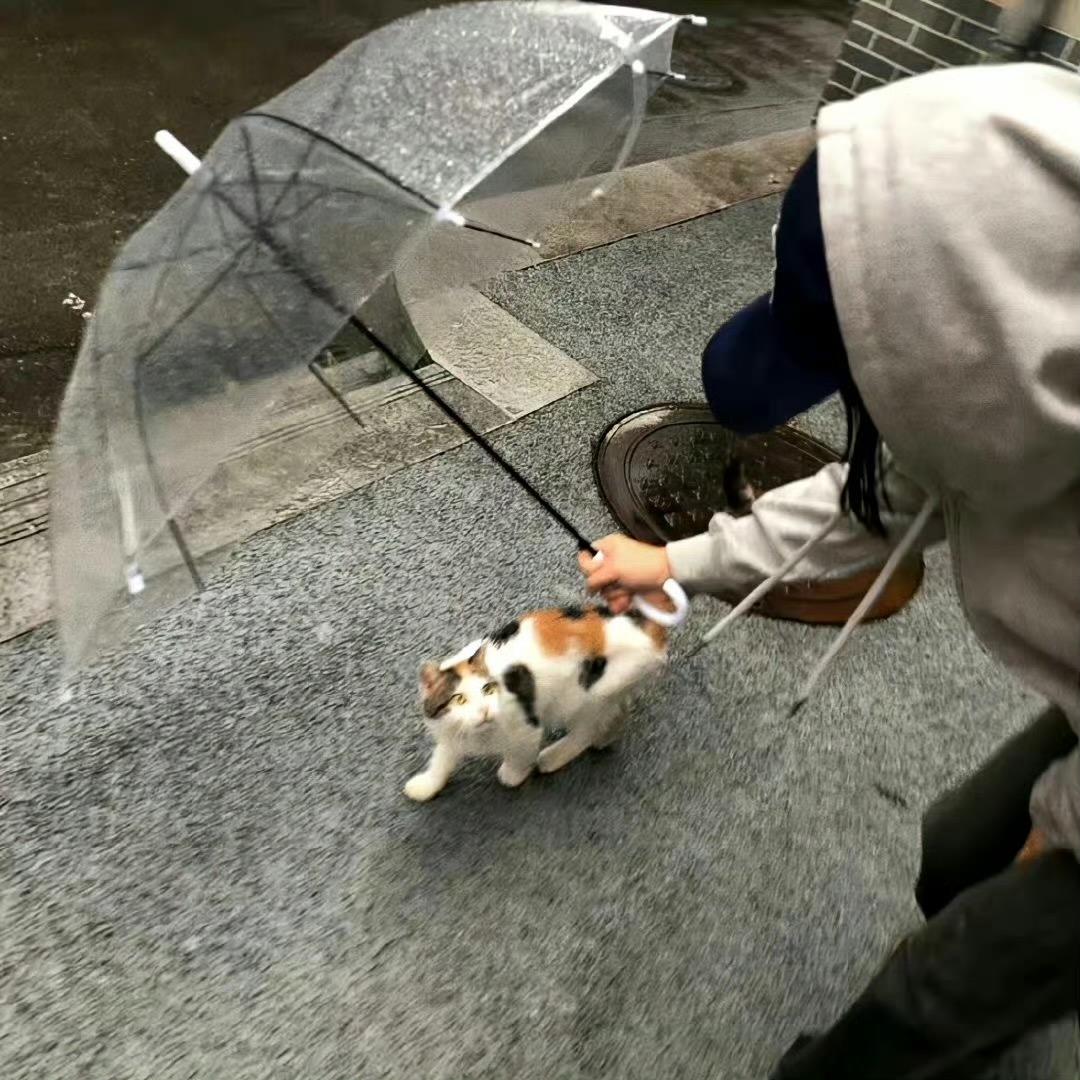 半岛饭盒.