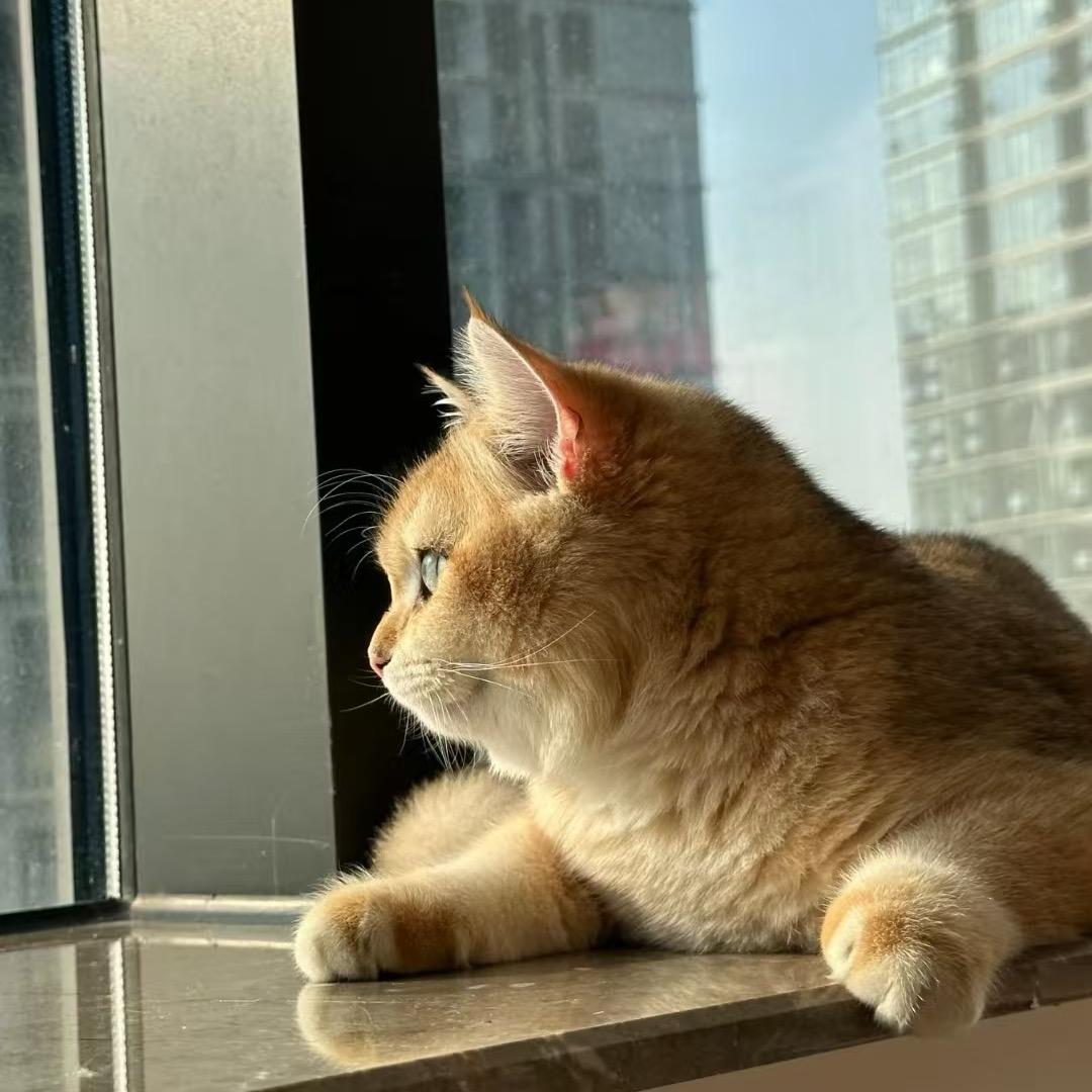 夏炎猫