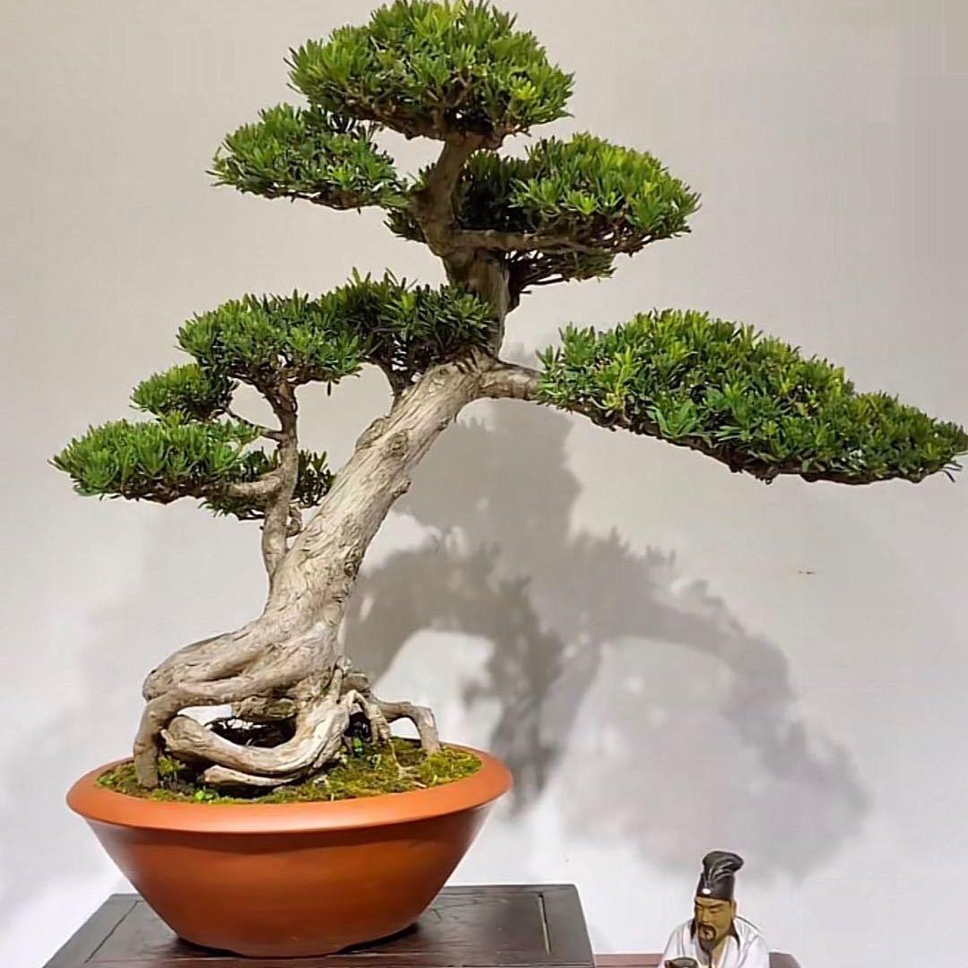 侯盆盆园艺