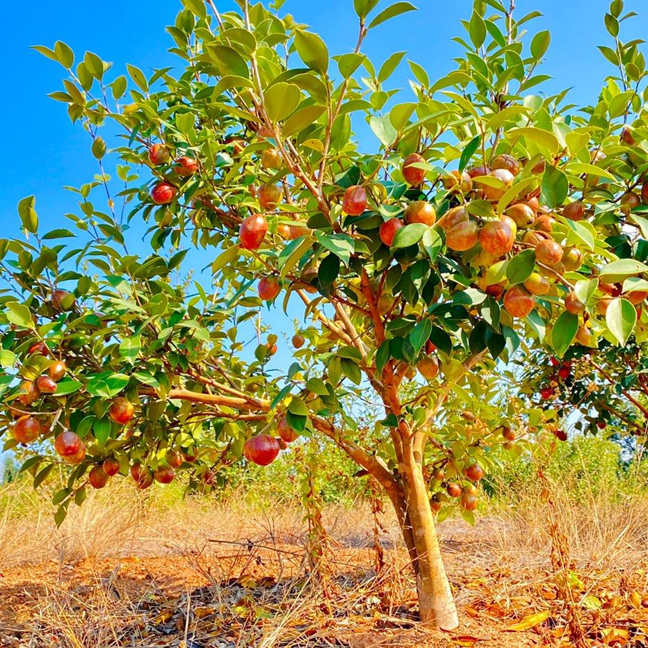 江西油茶苗基地