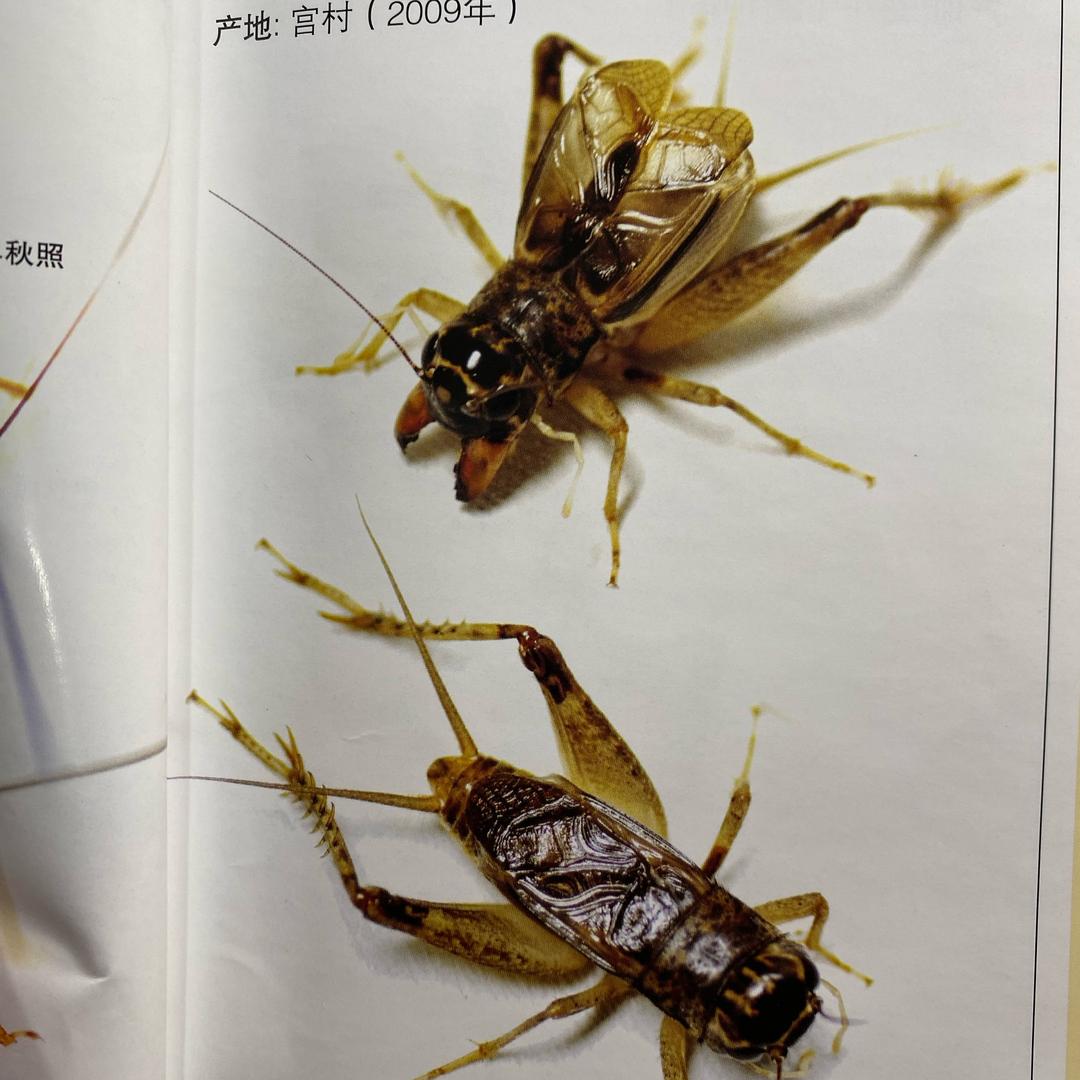 乐在其中……