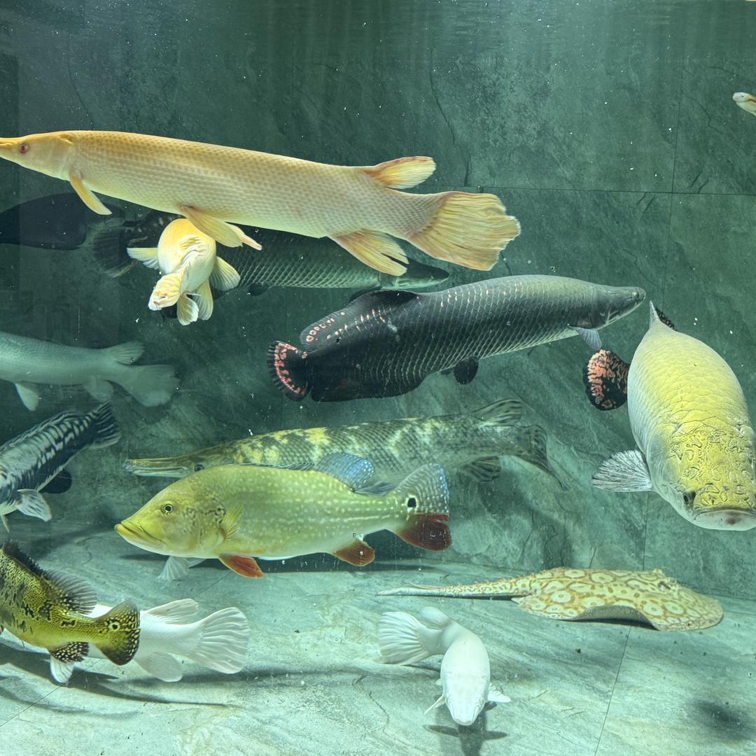 风华观赏鱼养殖地