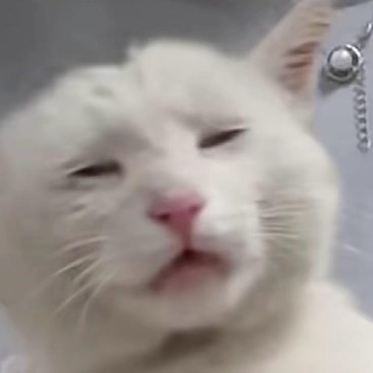 🌧️猫猫头öï