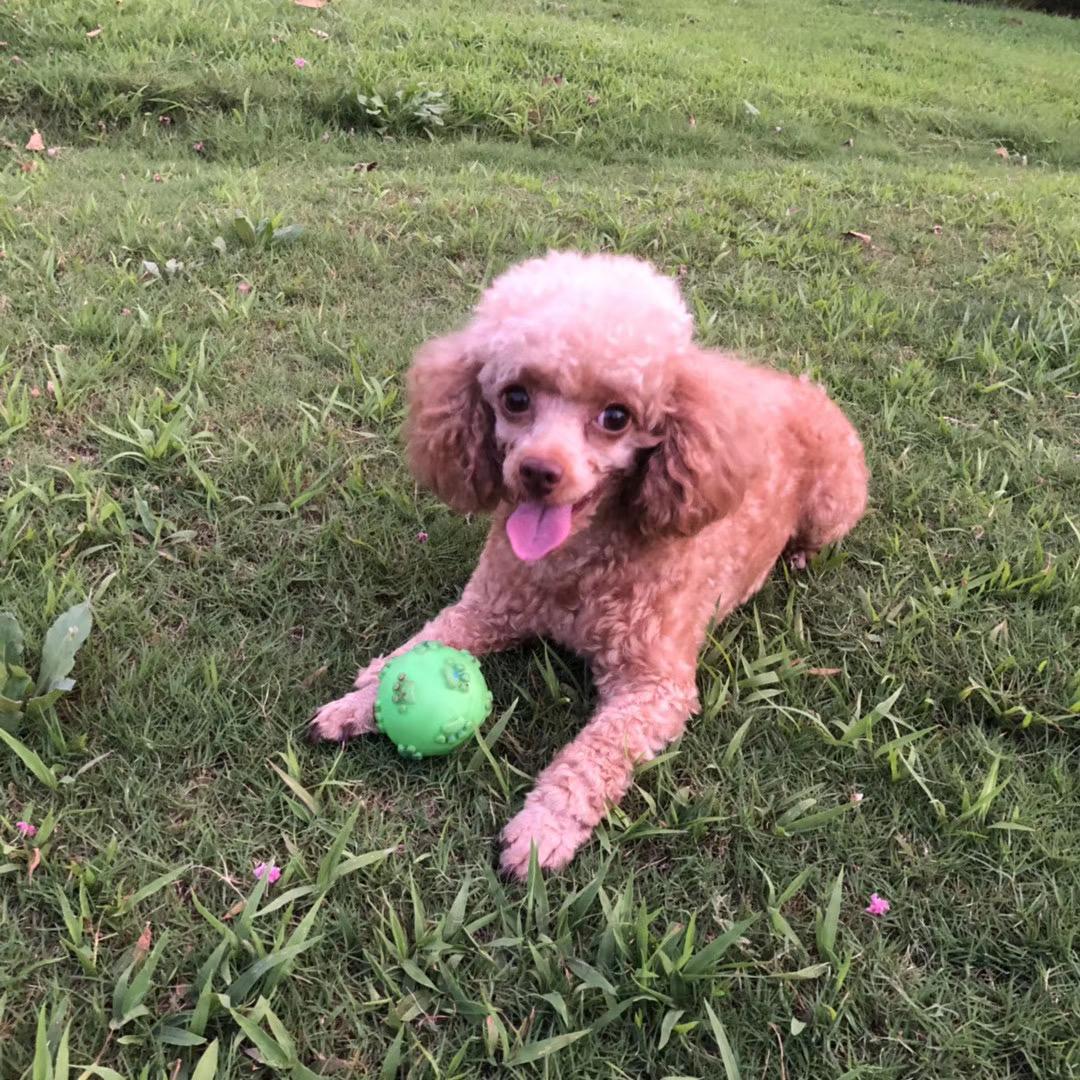 大壮家的宠物乐园🐶