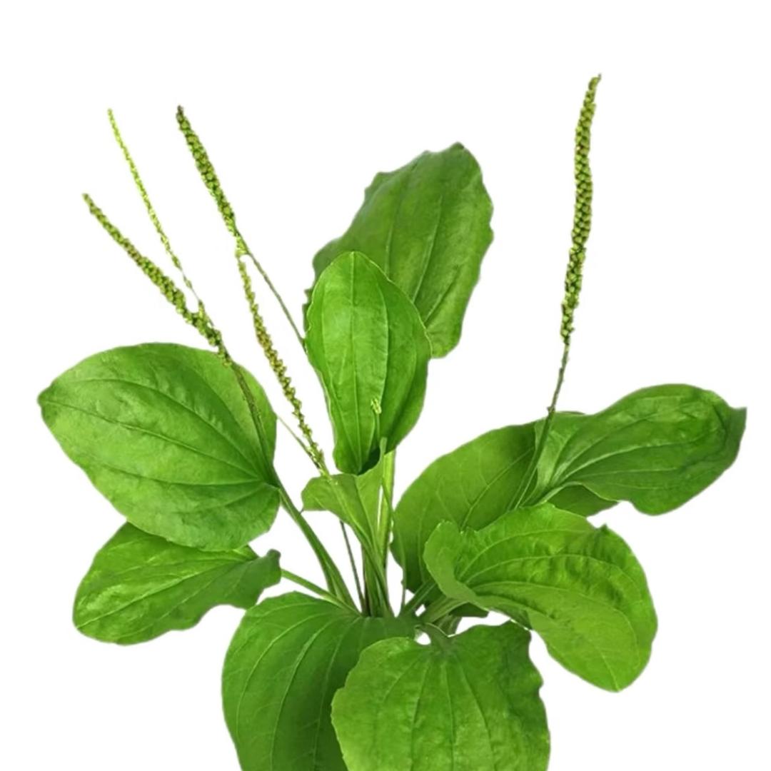 苗域善薇（四代传承）