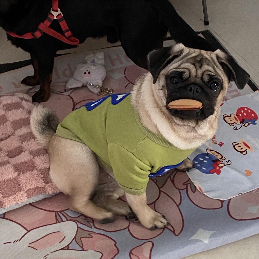 十二点之后睡觉的姑娘🌸