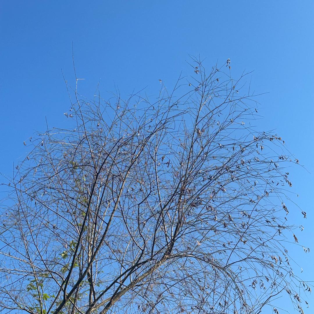 李丽梅