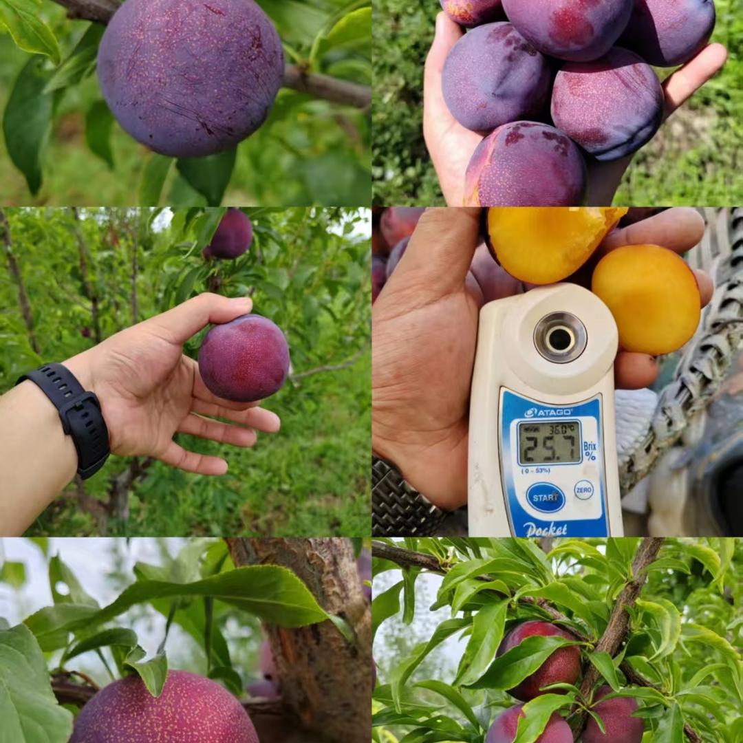伊犁虎哥