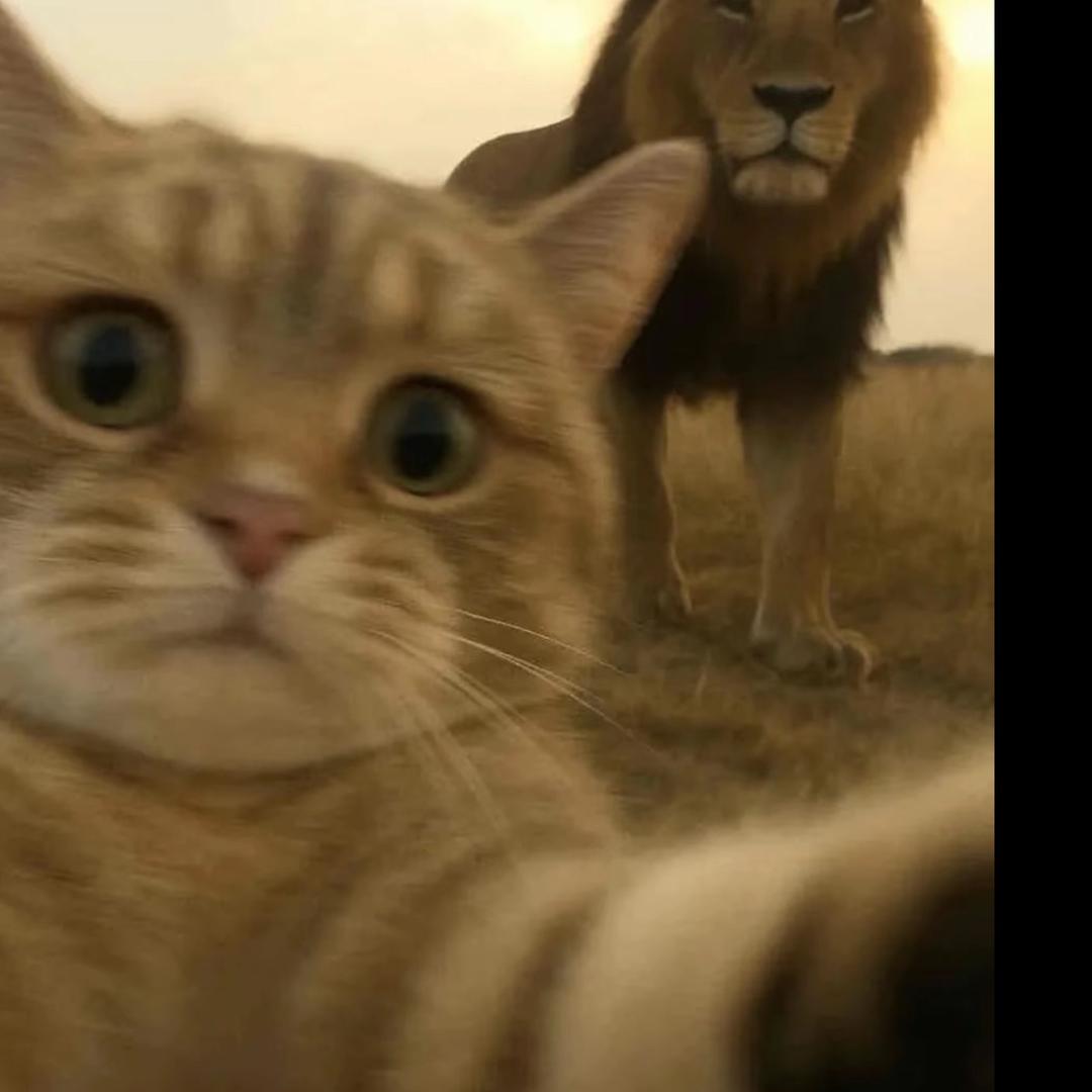 一朵风中摇曳的洋桔梗