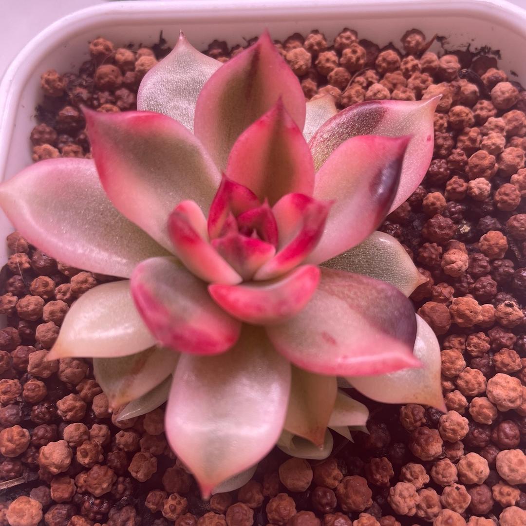 锦意小筑