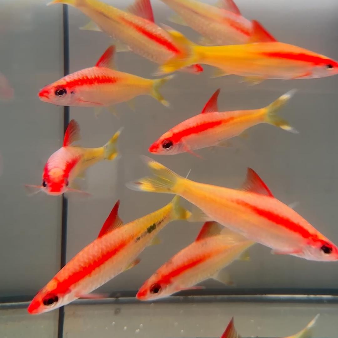 灏淼水族店