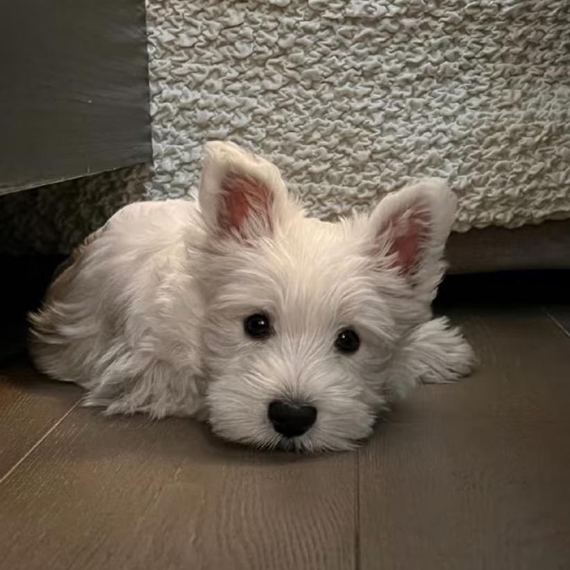 暴躁小吉他