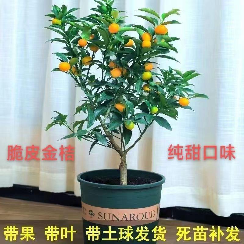 雅宇苗木场专卖店