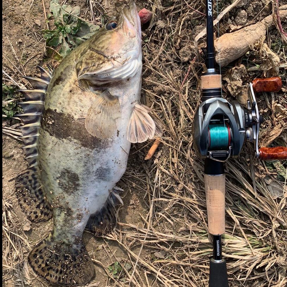 S🎣伊吹