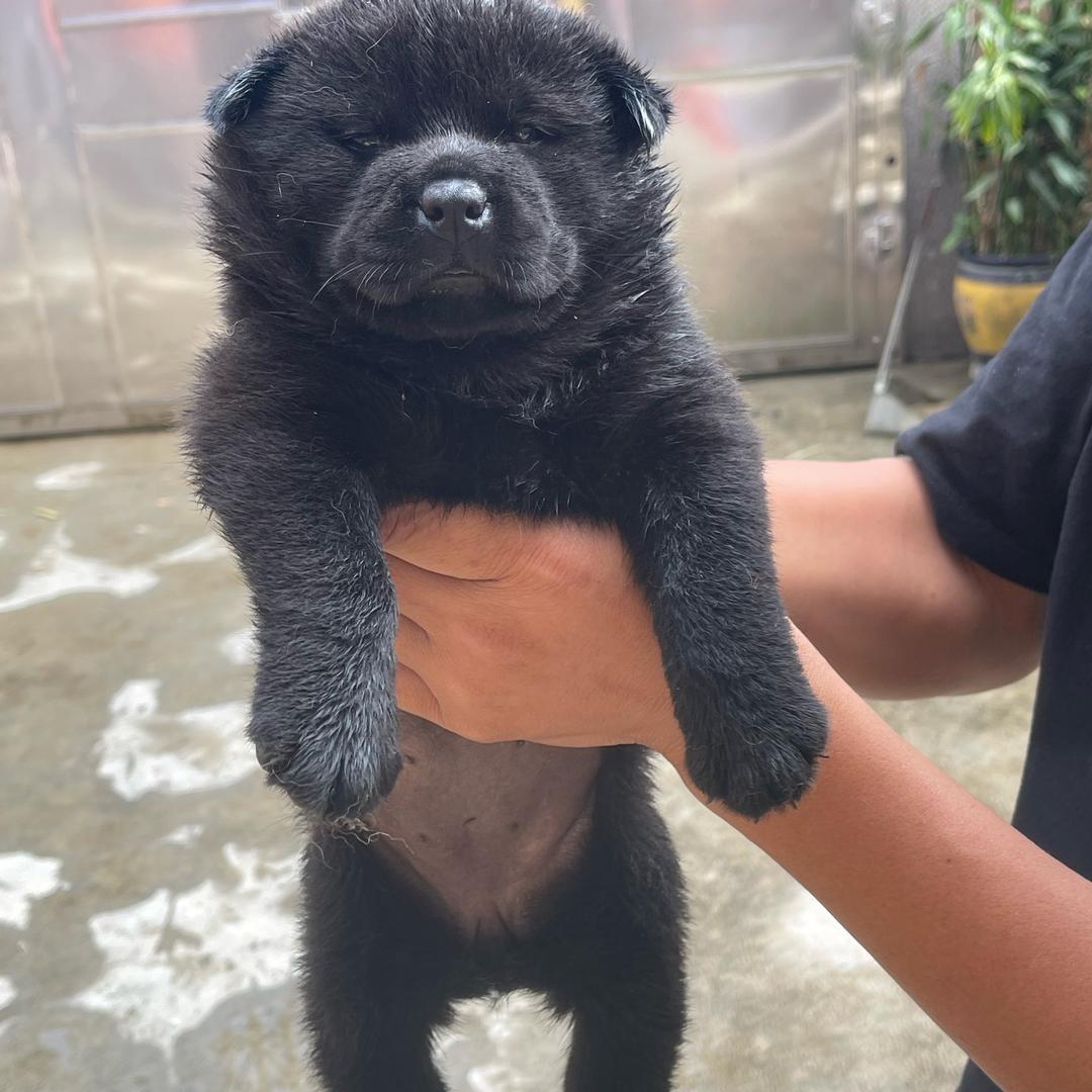 煜煜土狗养殖场