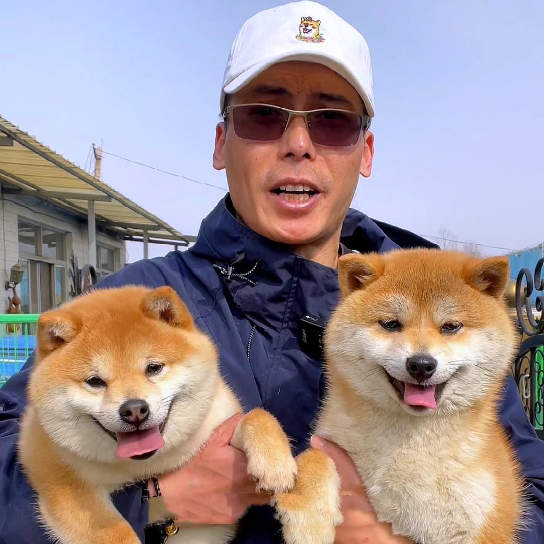 太太团豆柴犬繁育犬社