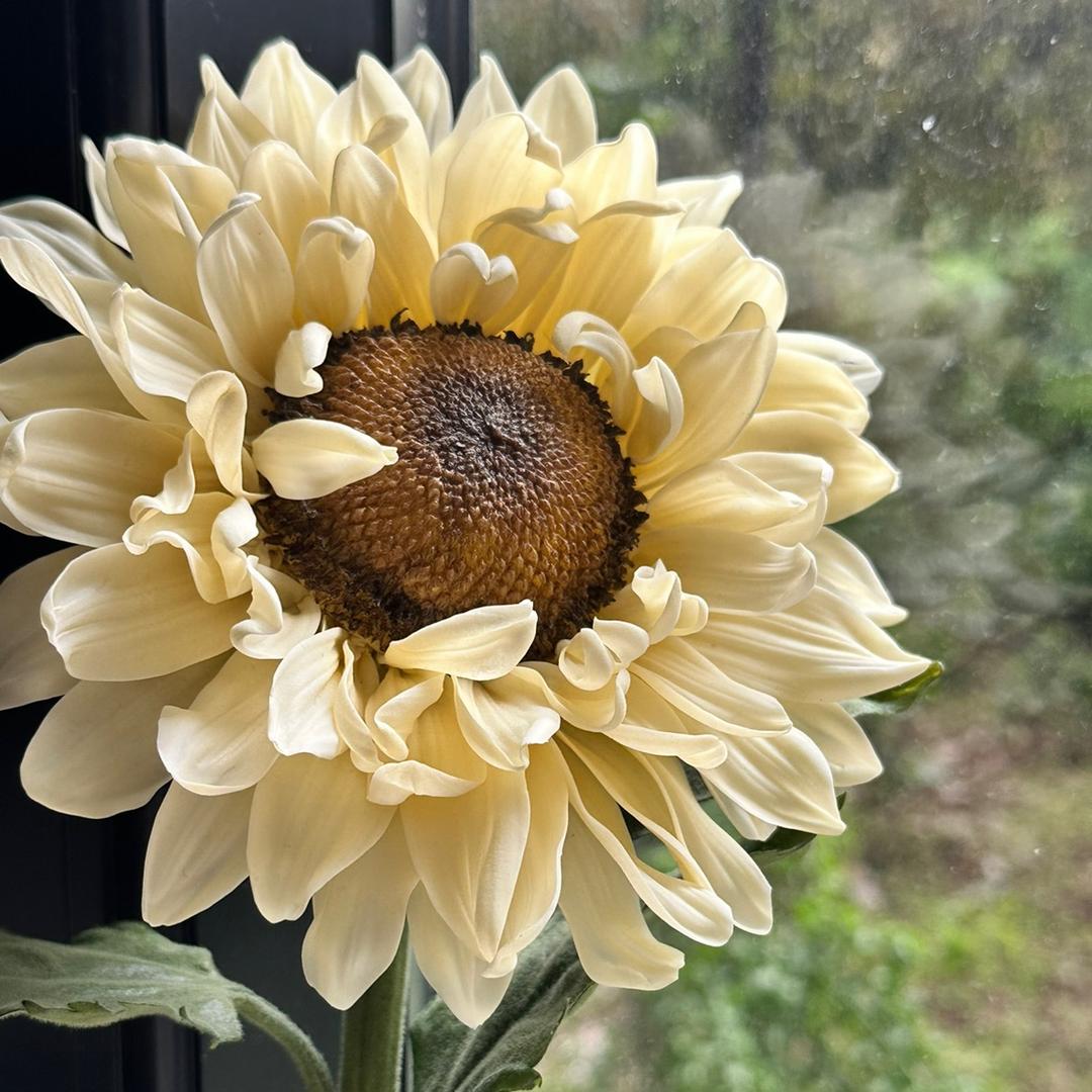 莉莉捏花儿手作（Lily捏花儿）