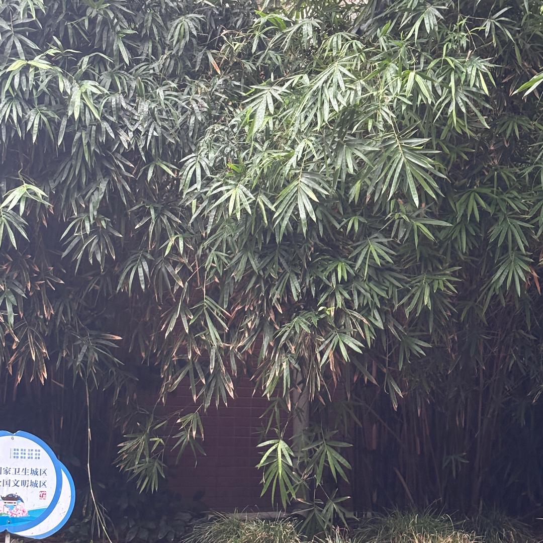 天空飘落