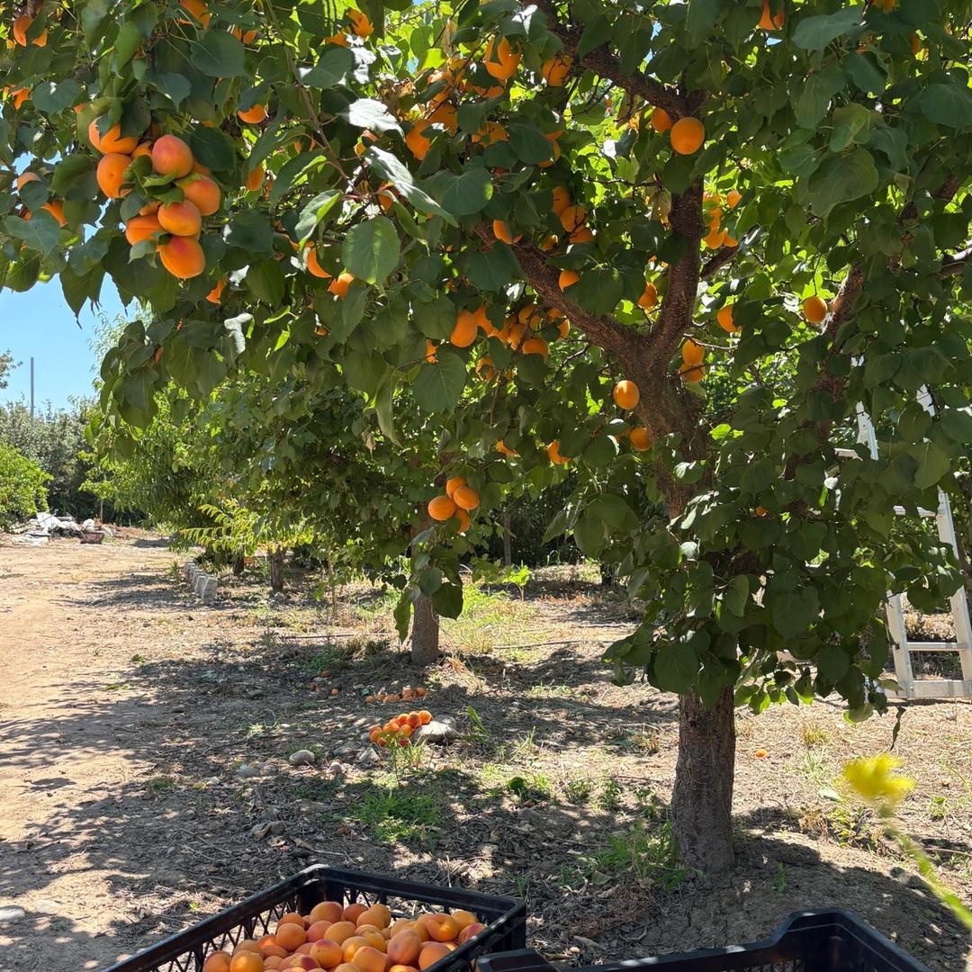 卖水果的小新（产地直发）