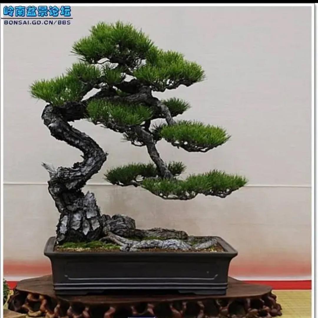 深山里盆景