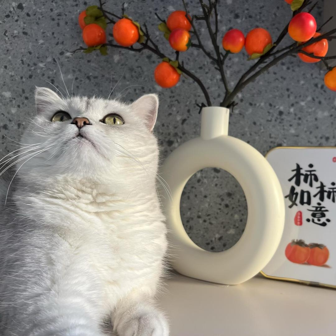 只会发财的仙女珊🧚‍♀️