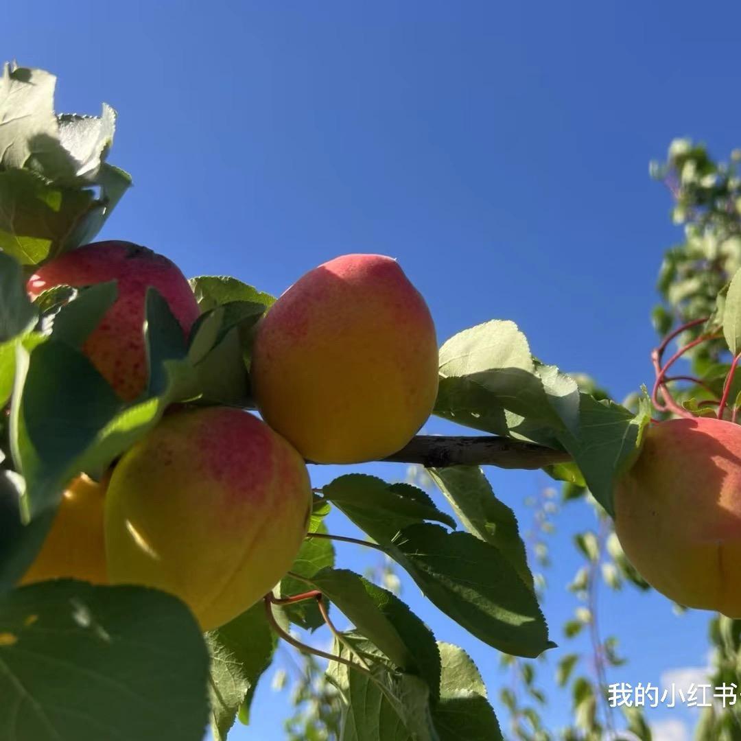 老乔生态果蔬采摘园