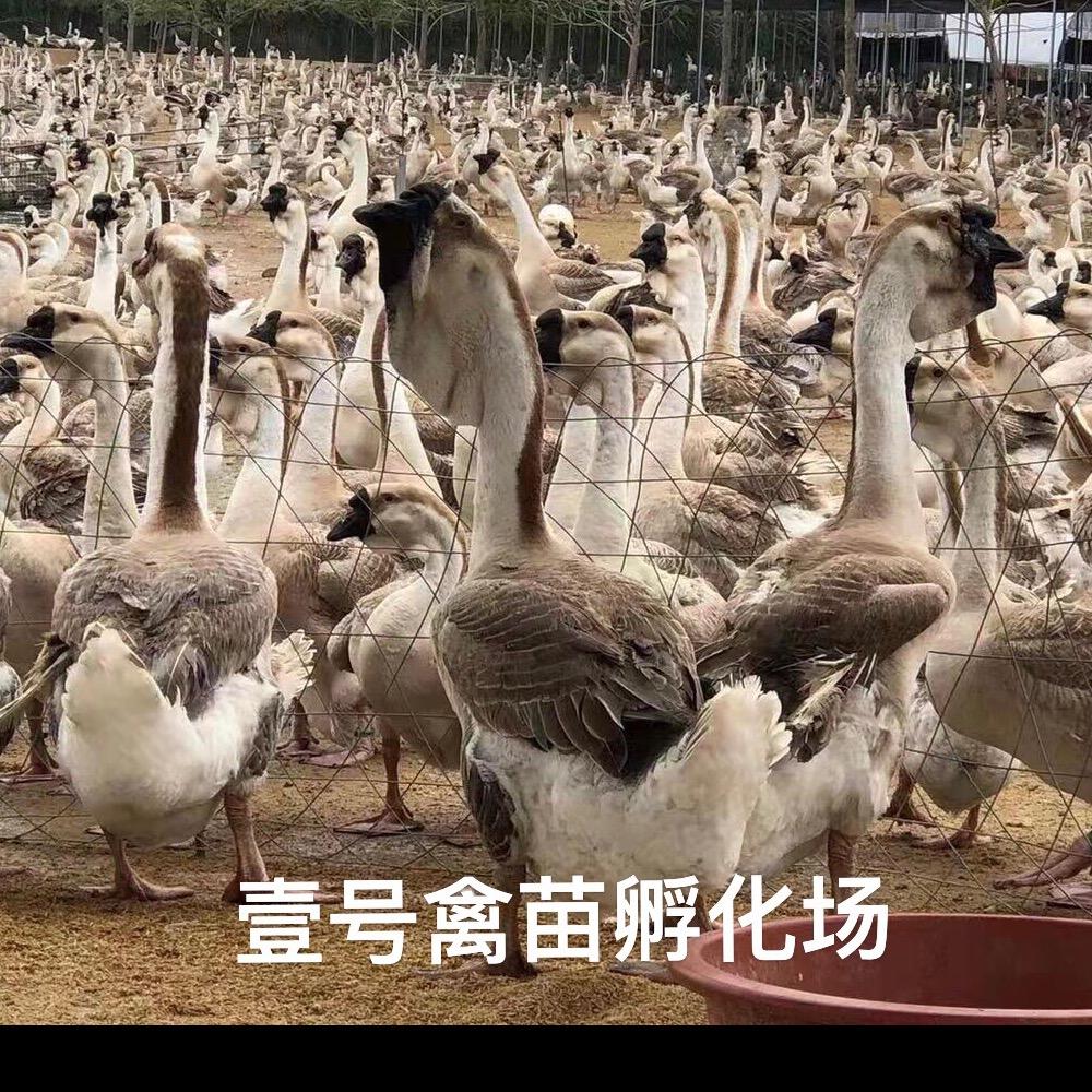 壹号禽苗孵化场