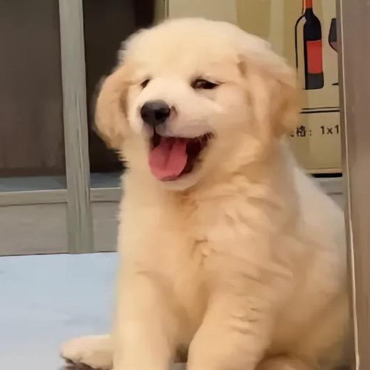 爱玩的蛋