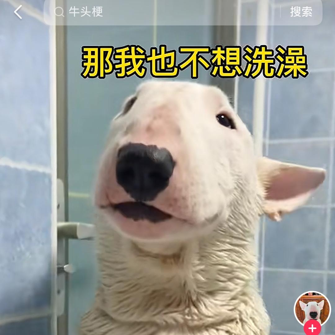 小老虎