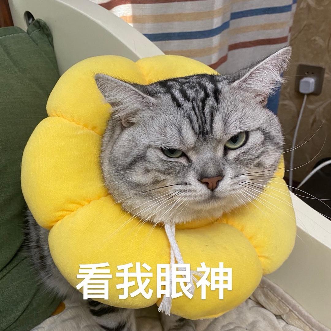 黄小喵