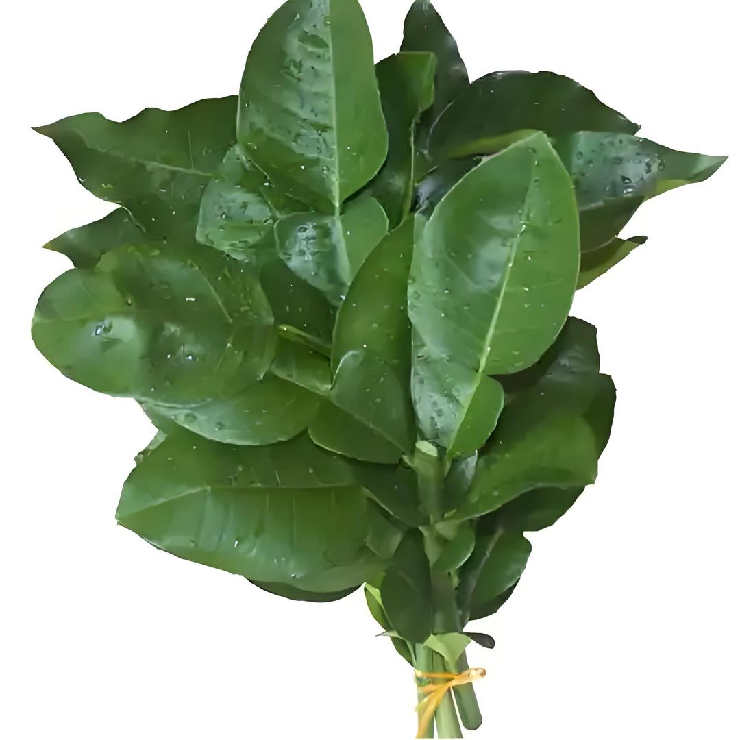 🍀幸运荔枝🥝