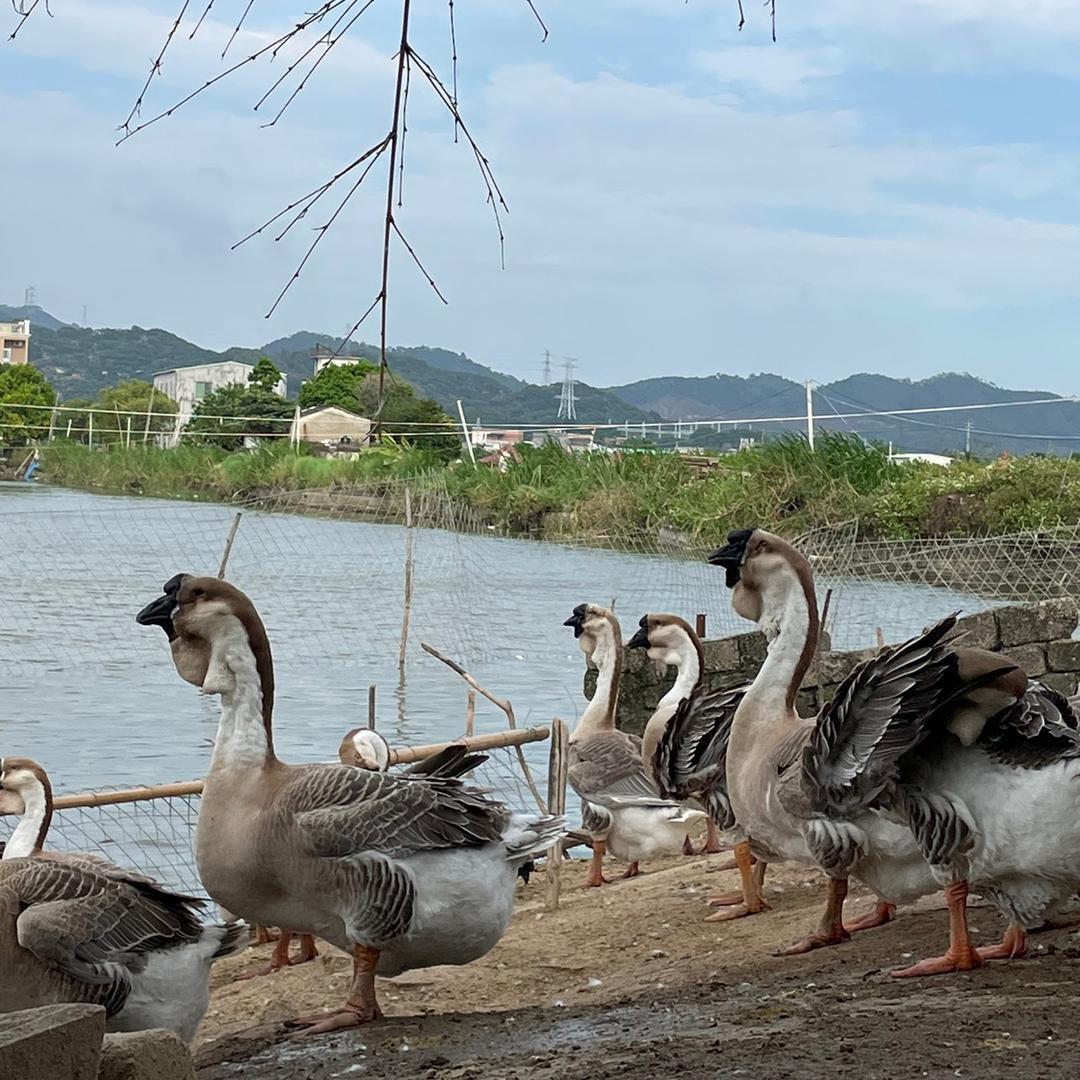 澄海区小金狮头鹅种养场