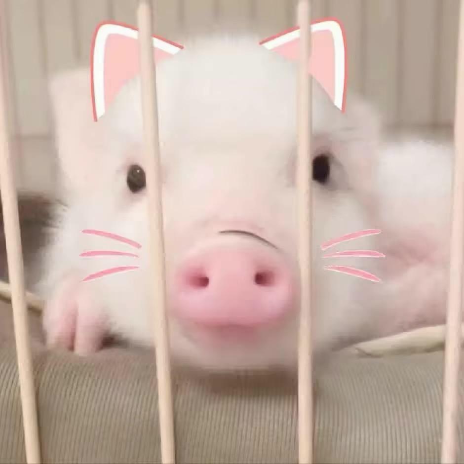 豌豆尖尖