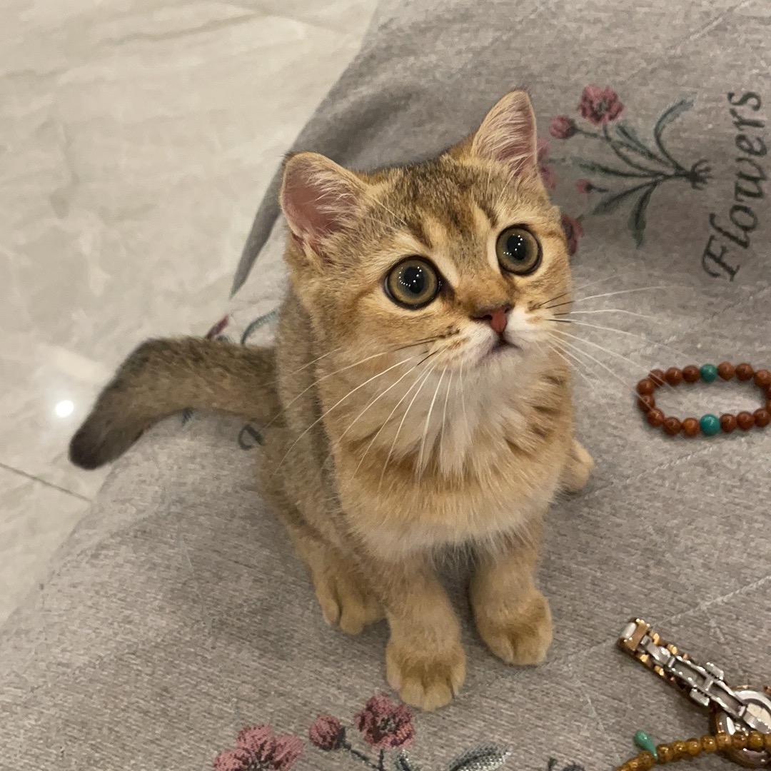 钢镚儿是只猫