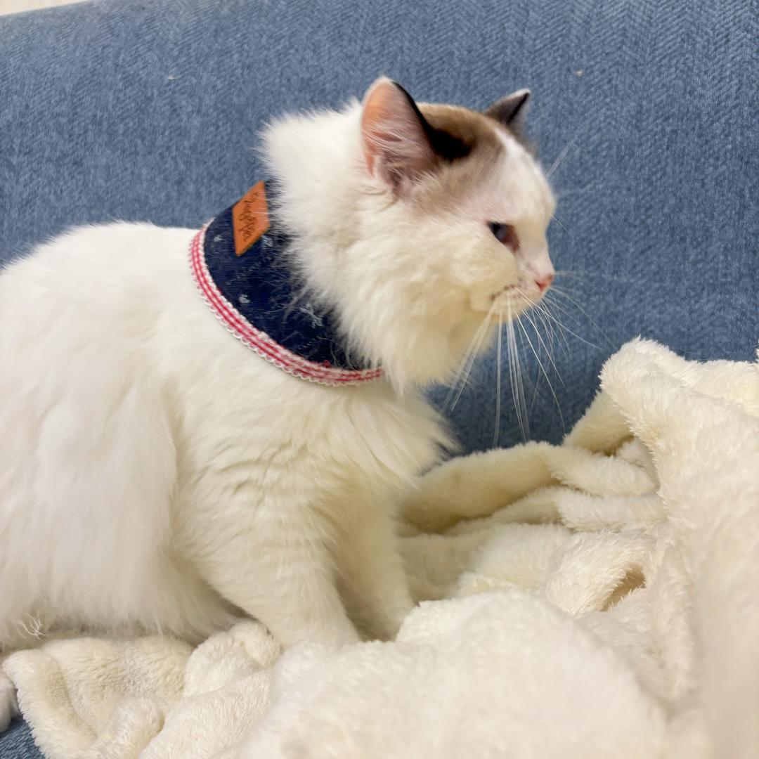 豆腐原来是只猫