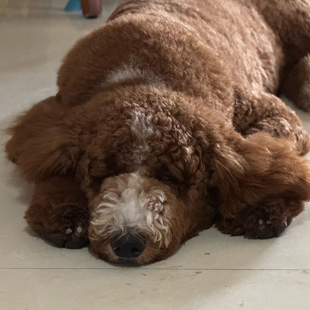 哈吉毛（三角洲行动）