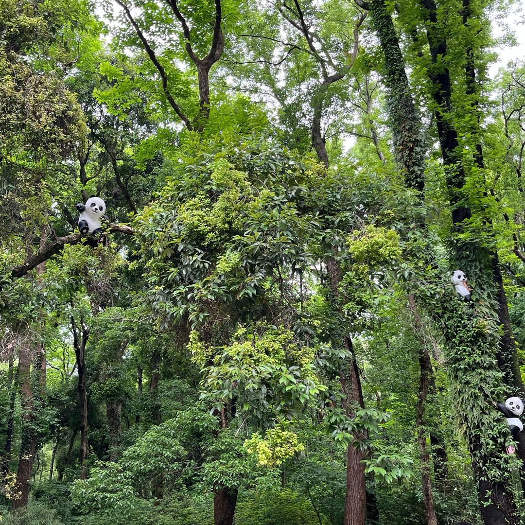 峰麟小赵