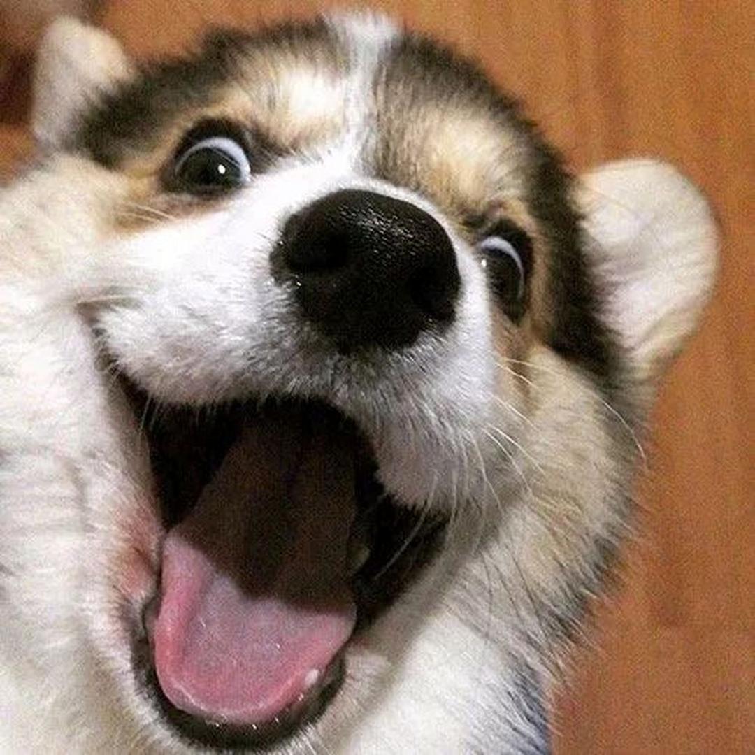 小杨哈哈哈