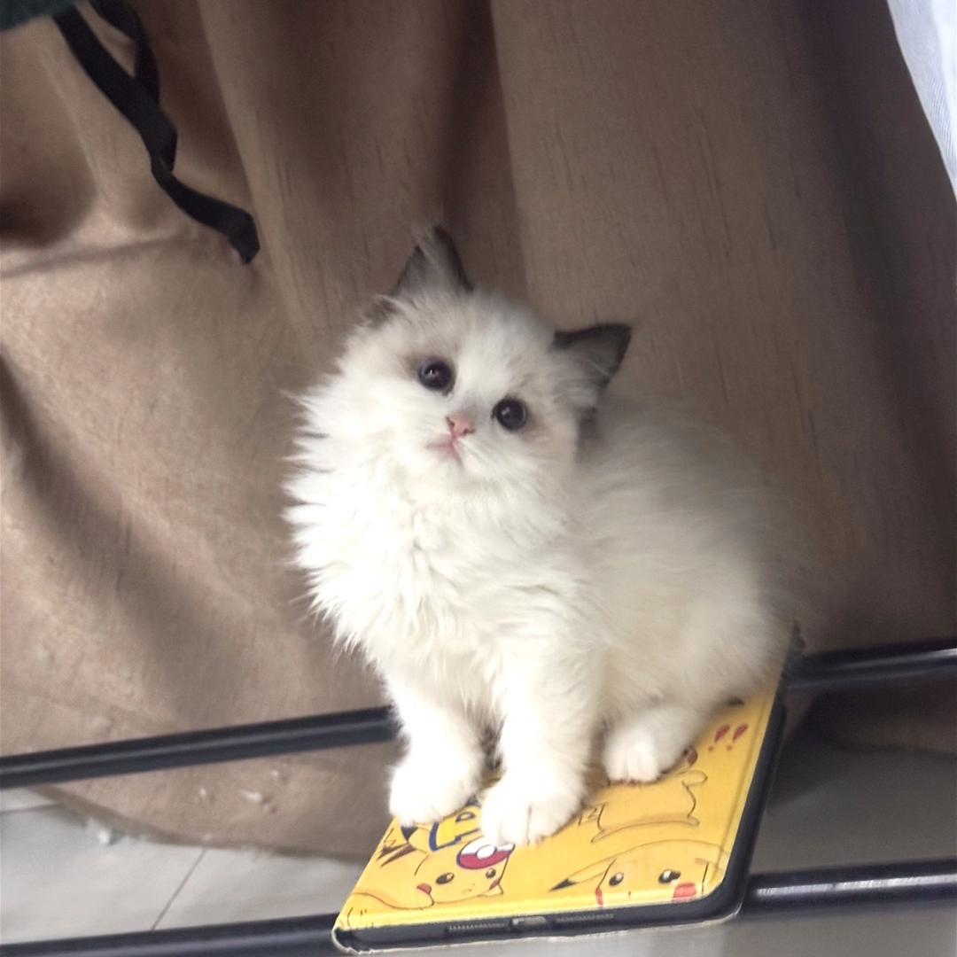 荒