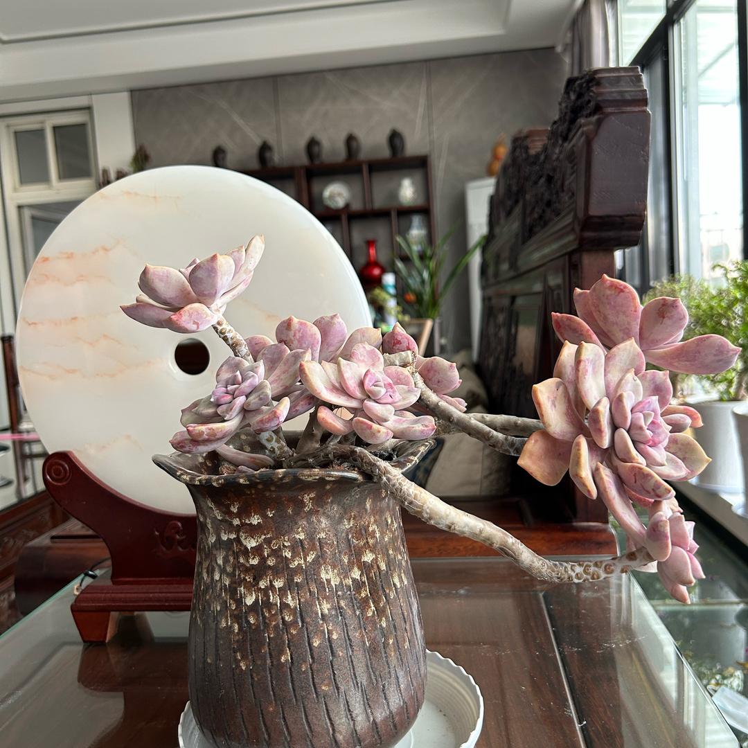 南营活畜🦌🐎🐮交易市场