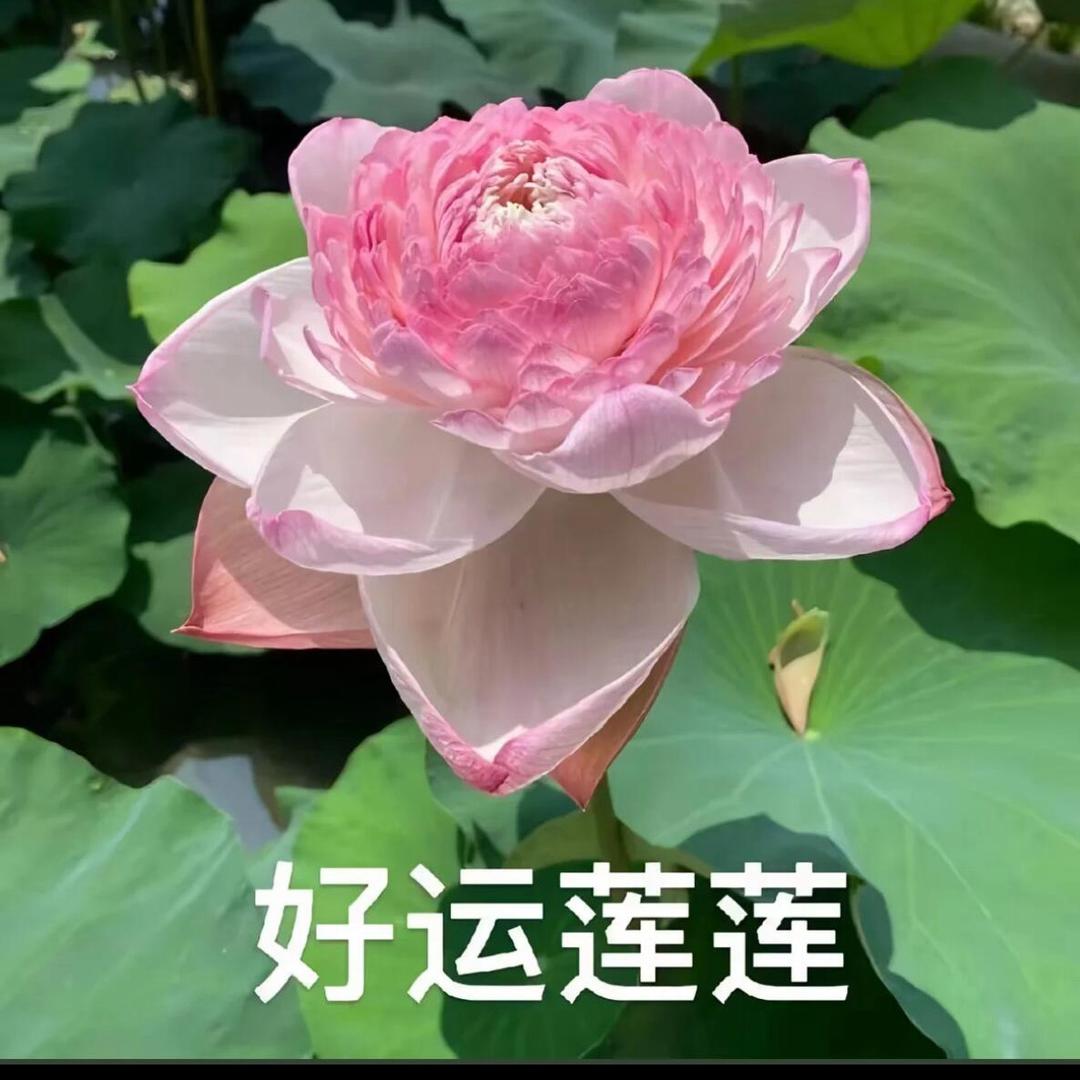 花开富贵1113