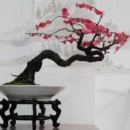 梅缘花卉