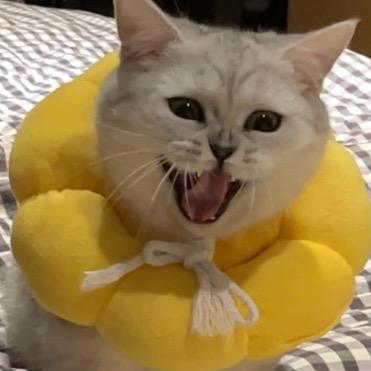 美金是只短腿猫