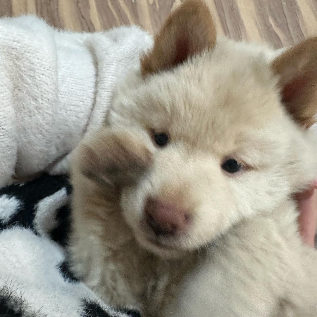 平安平安 平平安安