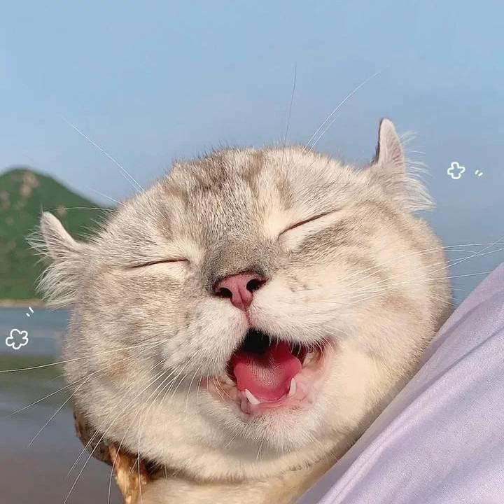 菩提子