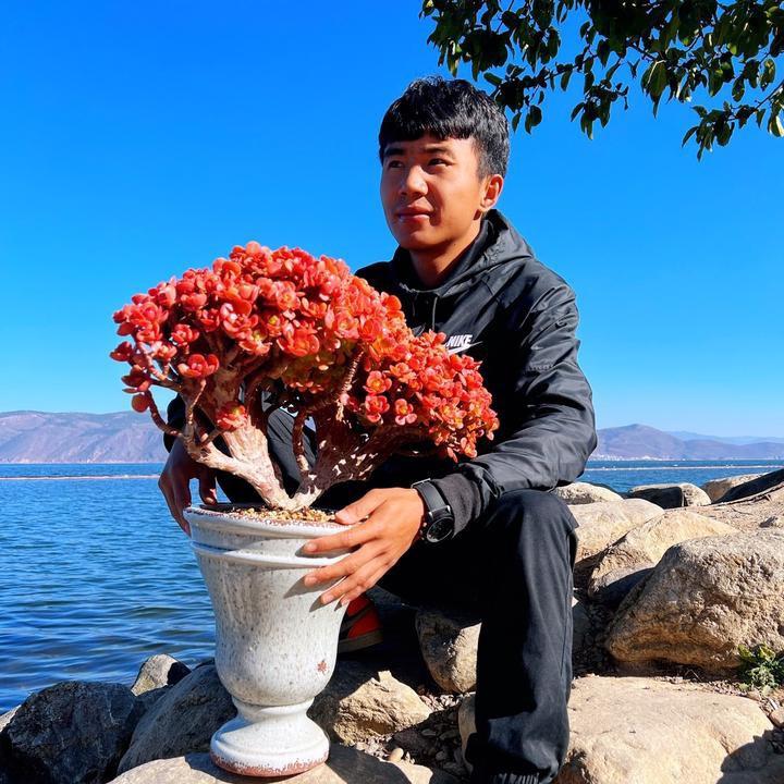 北镇抚司多肉