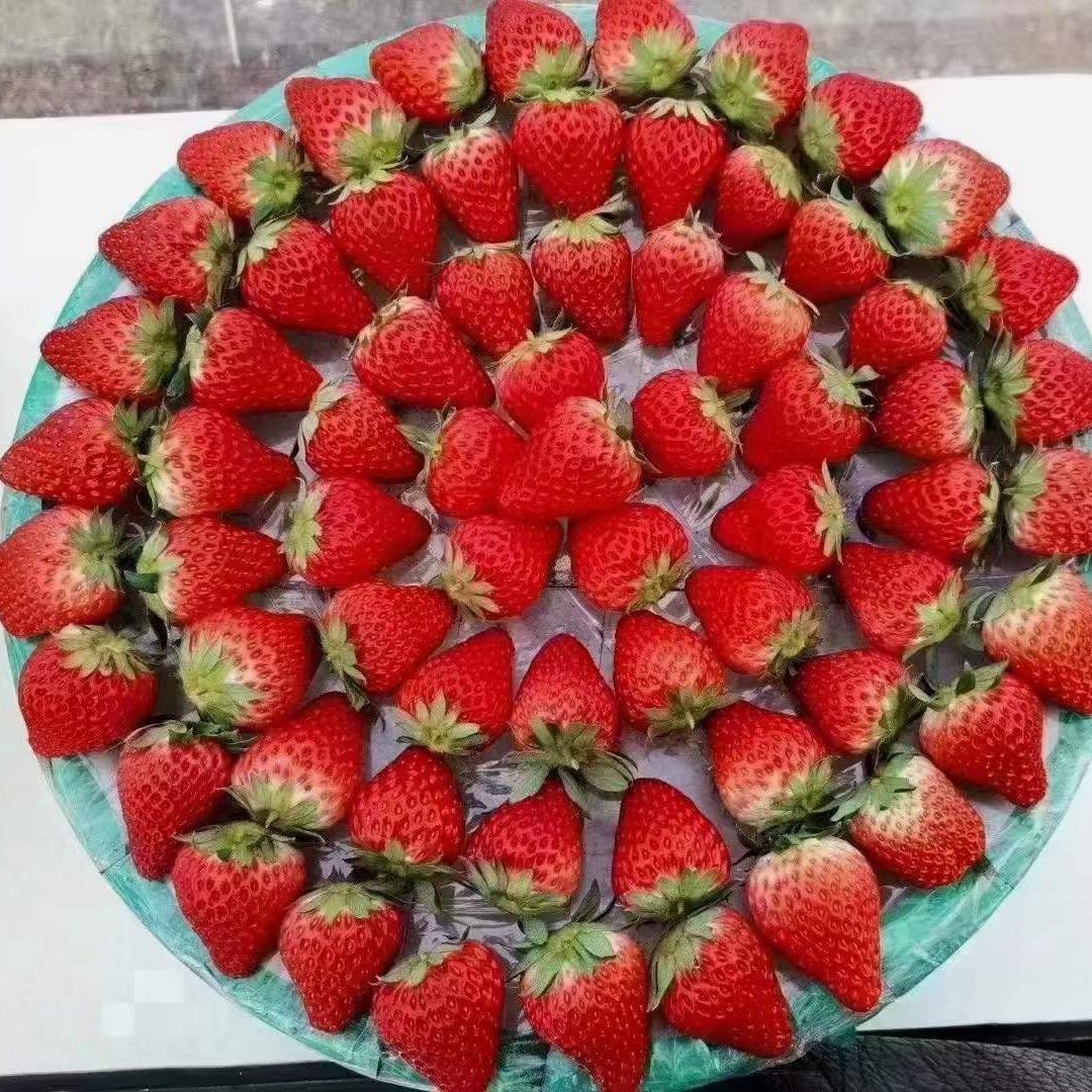 八里火龙果草莓采摘园