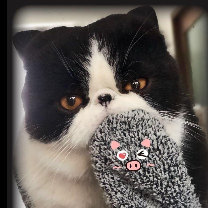 颍川家的猫